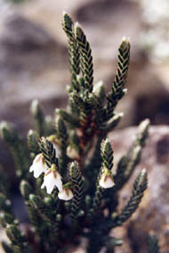 Cassiope fastigata